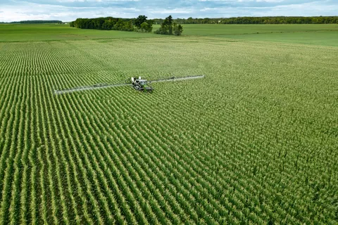 Fendt Rogator 900 beim spritzen von einem Maisfeld