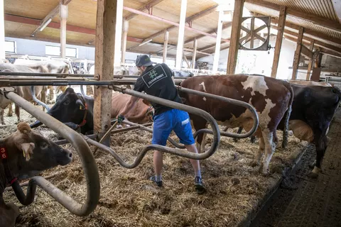 #TEAMFENDT auf dem Milchviehbetrieb beim Einstreuen der Liegeboxen