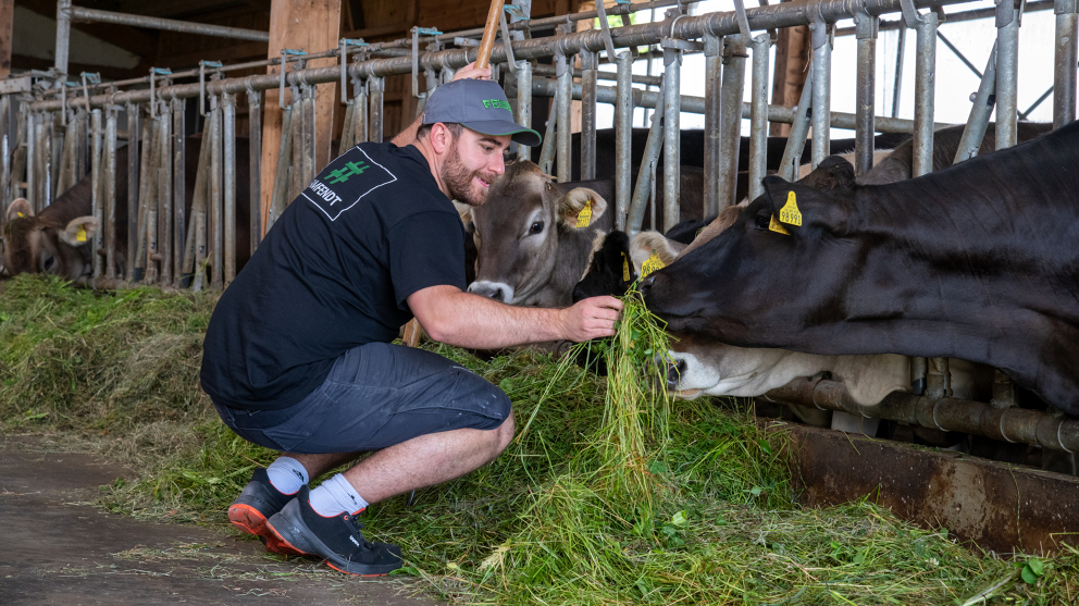 Fendt Mitarbeiter reicht Milchkuh Grünfutter zu