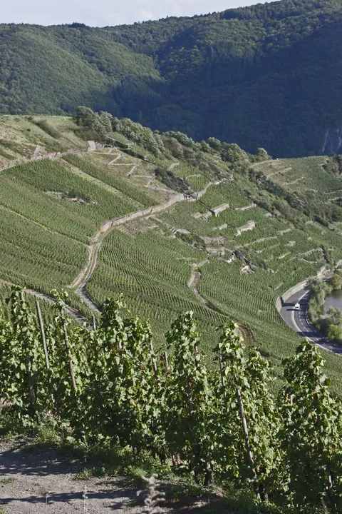 Some of the land belonging to the traditional vineyard Hoffranzen in Mehring on the Mosel.