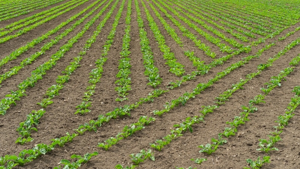 Vista de campo com linhas plantadas com Fendt Section Control (SC)