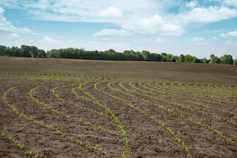 Feld mit regelmäßig Reihen von keimenden Pflanzen