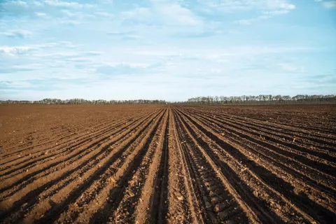 Feld besät im regelmäßigen Muster