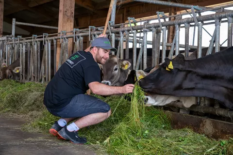 Fendt Mitarbeiter reicht Milchkuh Grünfutter zu