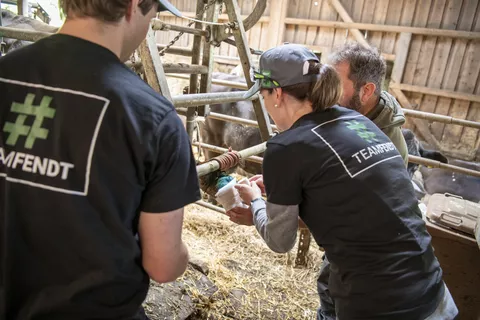 Verbandswechsel im Klauenpflegestand