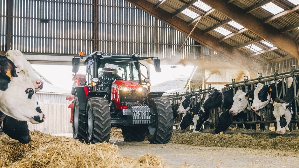 En Massey Ferguson traktor står i en kostald mellem køerne.