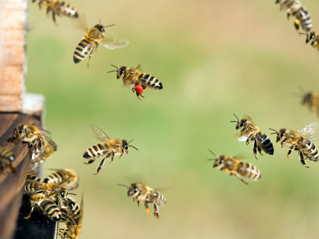 Közeli kép egy méhéről
