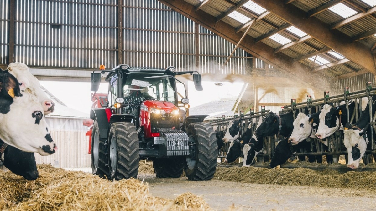 Massey Ferguson traktors stāv govju kūtī starp govīm, kuras ēd sienu.