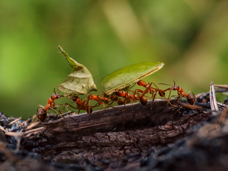 Close-up van een mier