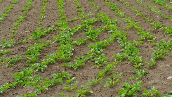 Widok pola z posianymi rzędami bez Fendt Section Control SC