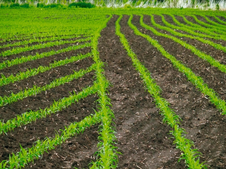 Field cultivated with SectionControl for grains with headland